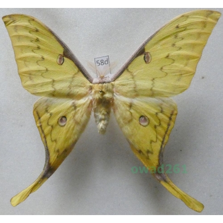 Actias sinensis (Walker, 1855) male ex. ovo Taiwan 92mm58d